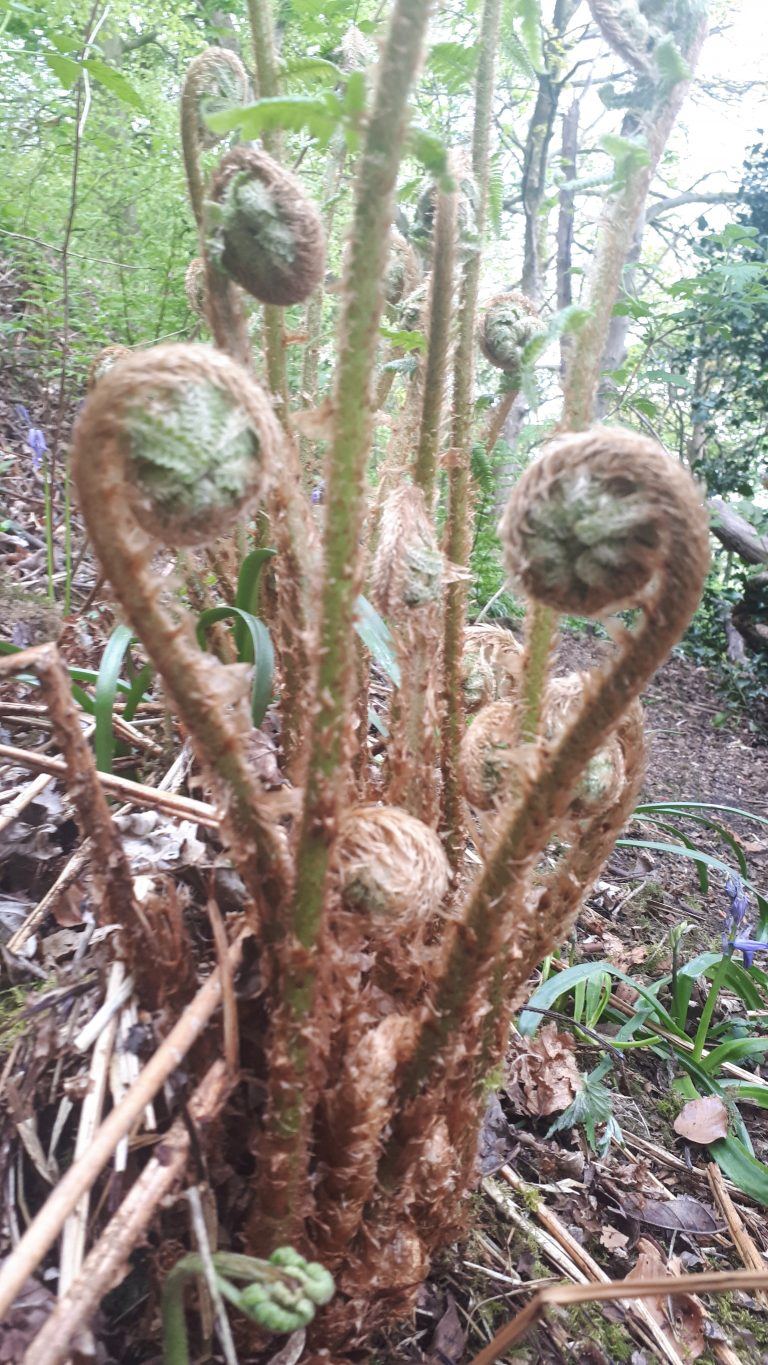 The Lost Words June: Fern - Get Out More